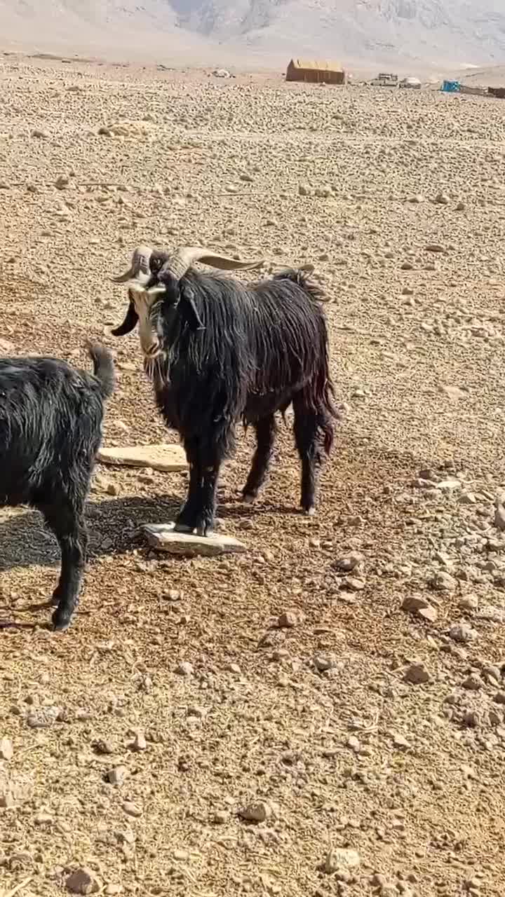 پازن ترکی|حیوانات مزرعه|اقلید, |دیوار