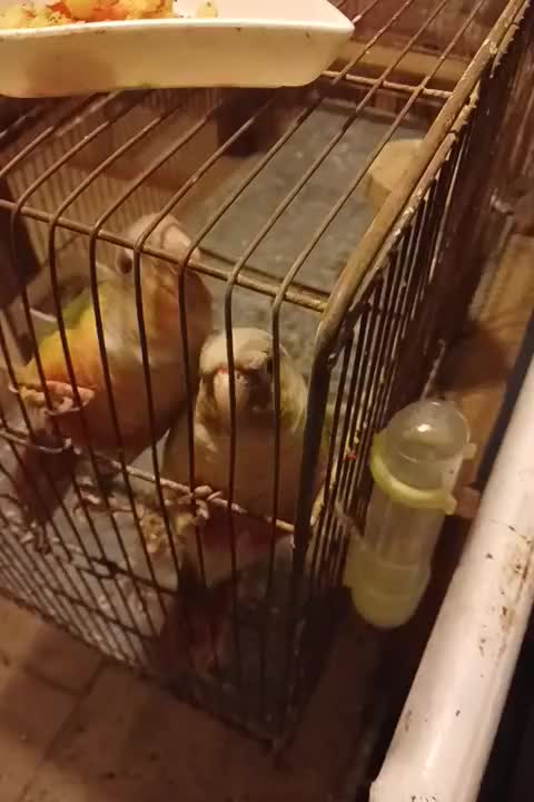 ۴عددطوطئ کرینجک ناناسی|پرنده|اردبیل, |دیوار