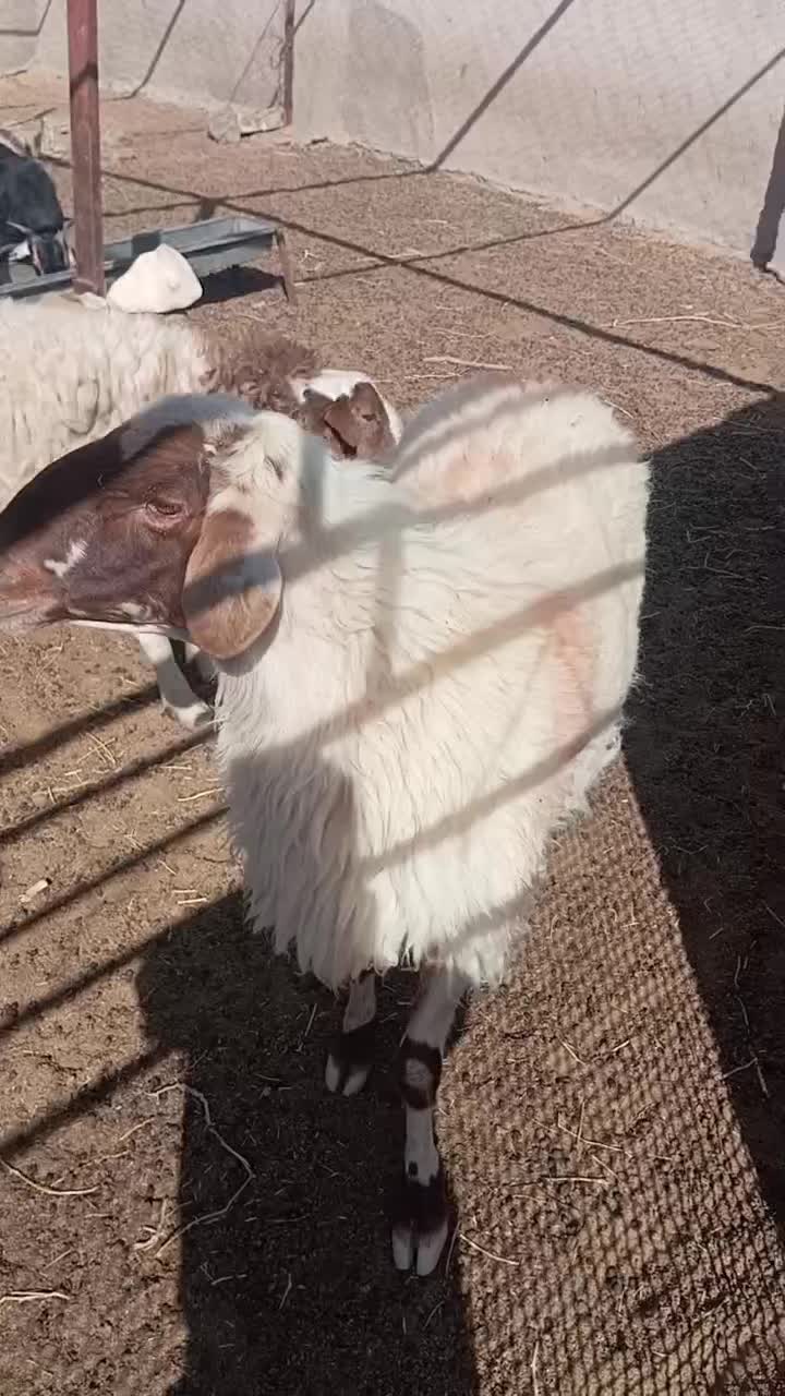 بره نروقوچ‌وبزغاله‌|حیوانات مزرعه|قائن, |دیوار