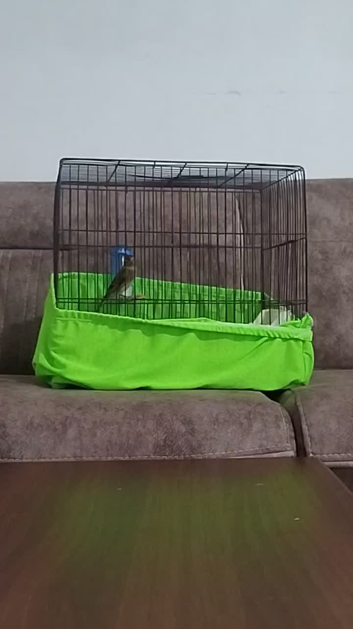 2 تا سهره قناری|پرنده|چهاردانگه (تهران), |دیوار