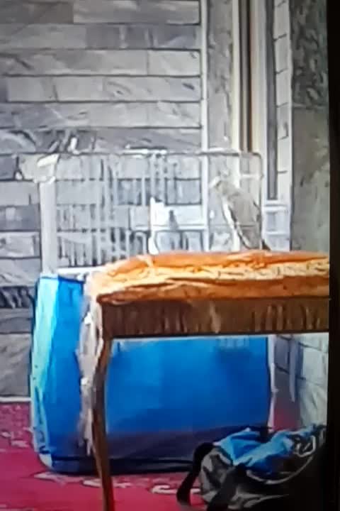 به علت کمبود جا|پرنده|بروجرد, |دیوار