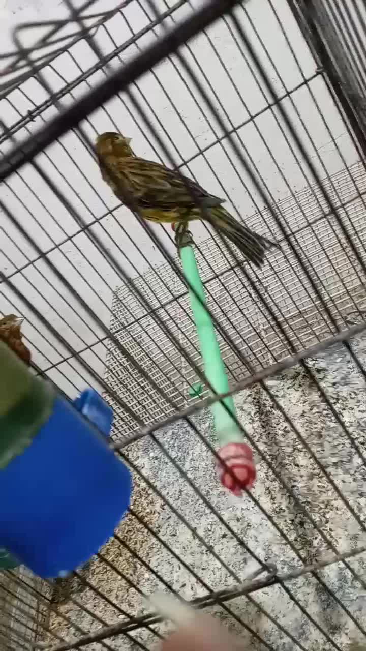 قناری ماده سبز چمنی|پرنده|فسا, |دیوار