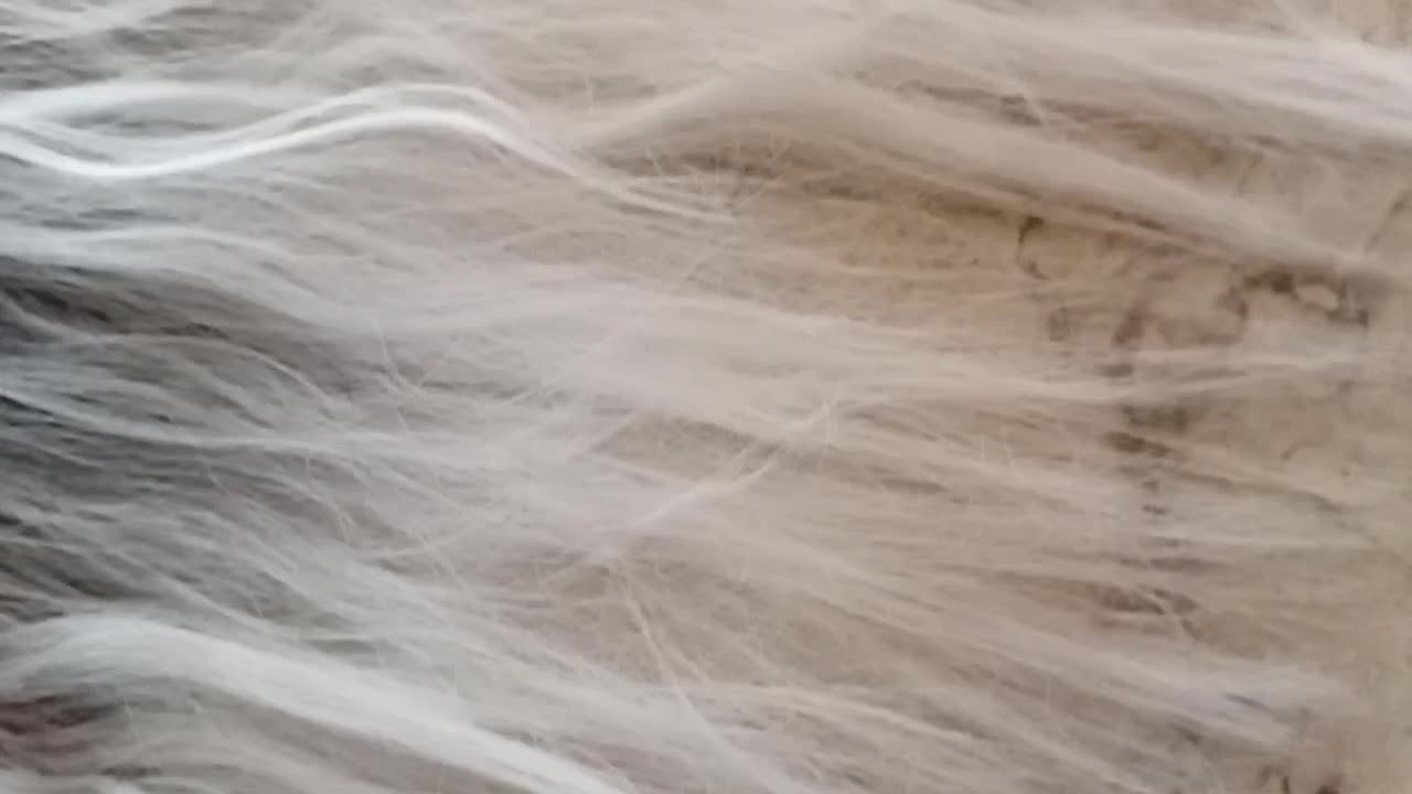 کل مانکن|آرایشی، بهداشتی، درمانی|نیشابور, عطار|دیوار