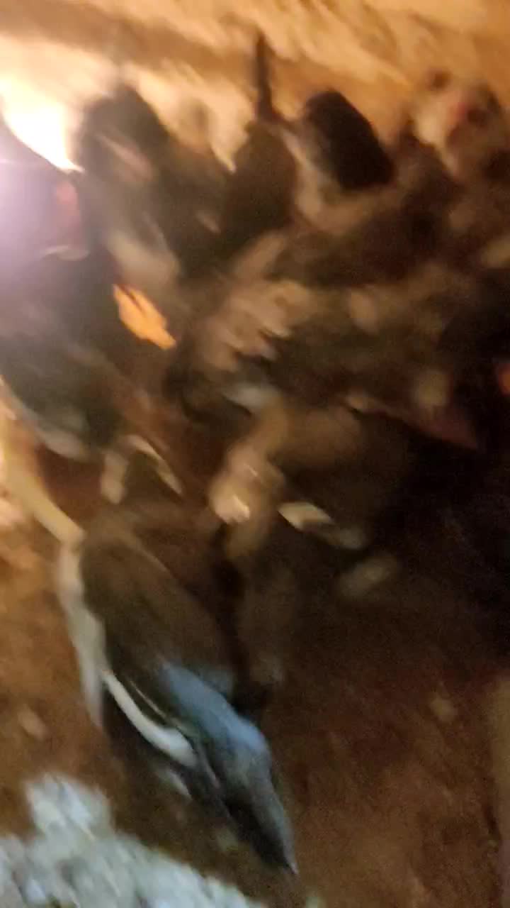 جوجه مرغ سوزنی و پنگوئنی|حیوانات مزرعه|اصفهان, امینآباد|دیوار