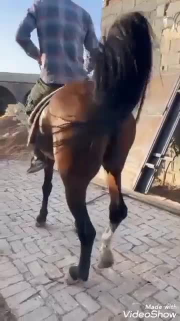 اسب|اسب و تجهیزات اسب‌سواری|خمینی‌شهر, |دیوار