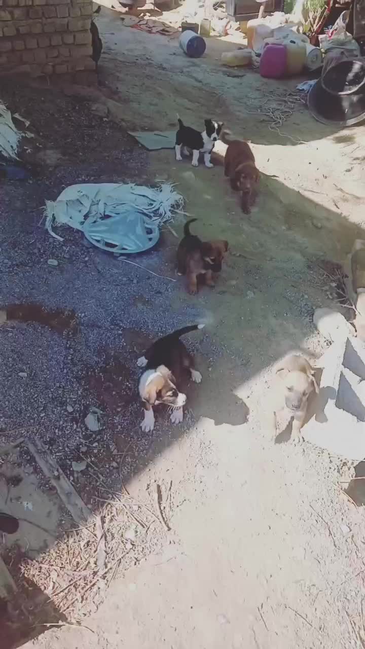 واگذاری سگ پاه کوتاه|سگ|مشهد, کارده|دیوار