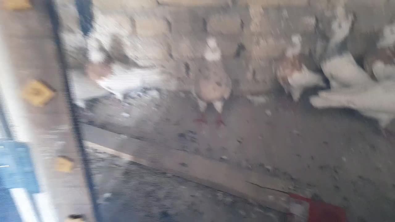 کبوتر طوقی|پرنده|کبودرآهنگ, |دیوار