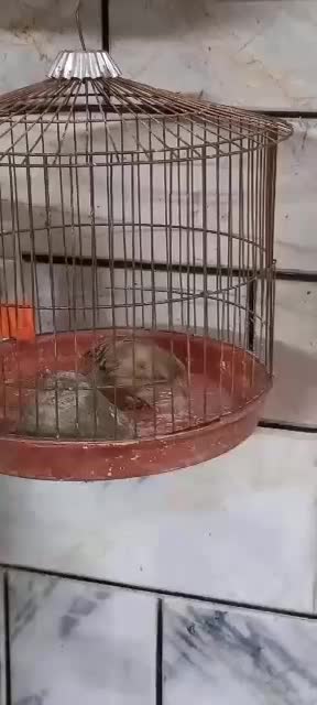 سهره|پرنده|خمینی‌شهر, |دیوار