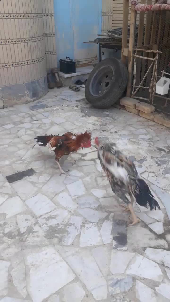 خروس جوانه|حیوانات مزرعه|سراوان, |دیوار