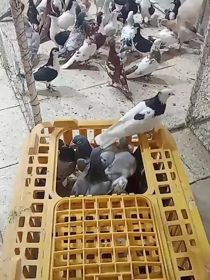 بارجدید رسید|پرنده|اردکان, |دیوار