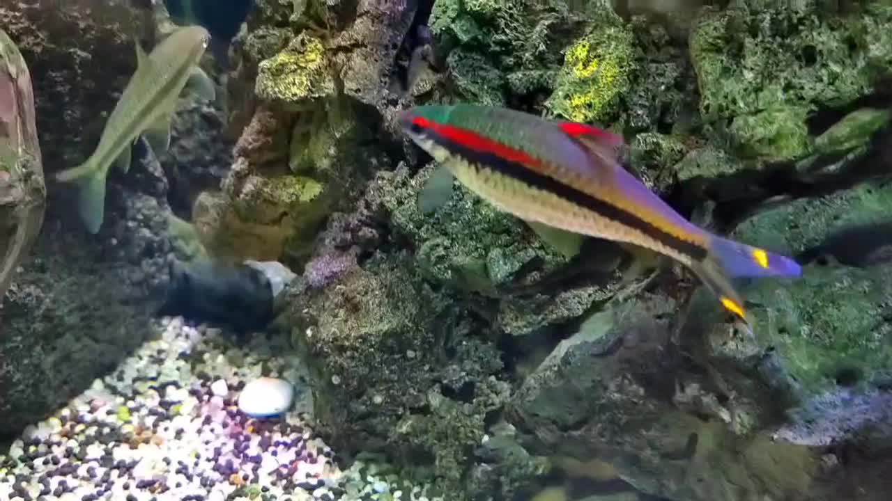 ماهی ردلاین و رمبو|ماهی|سبزوار, پاسداران|دیوار