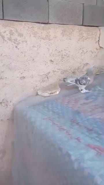 کبوتر|پرنده|شیراز, بید زرد|دیوار