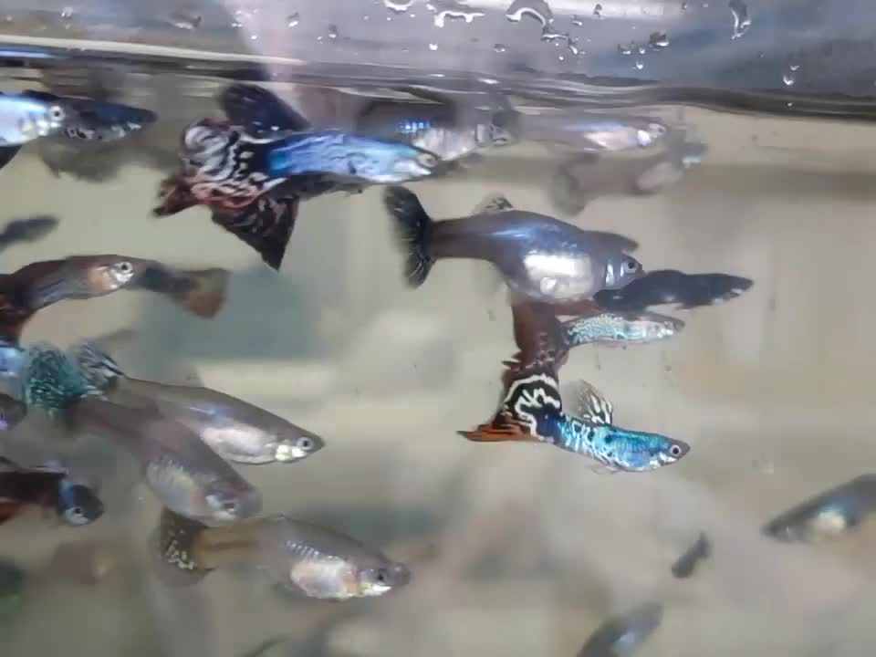 ماهی گوپی مولد نژاد اصلاحی تایگر و بلک|ماهی|مشهد, بهارستان|دیوار