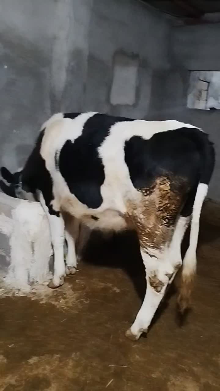 گوساله سیمنتال صنعتی دوماه ابست هیکل درشت مفت|حیوانات مزرعه|بجنورد, |دیوار