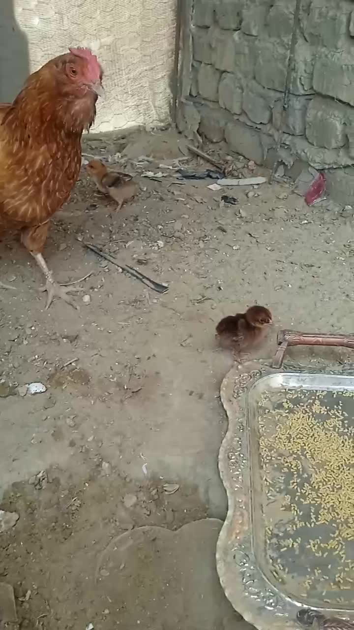 مرغ|حیوانات مزرعه|زهک, |دیوار