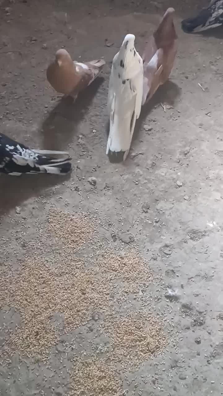 سرور ۳جفت|پرنده|بستان آباد, |دیوار