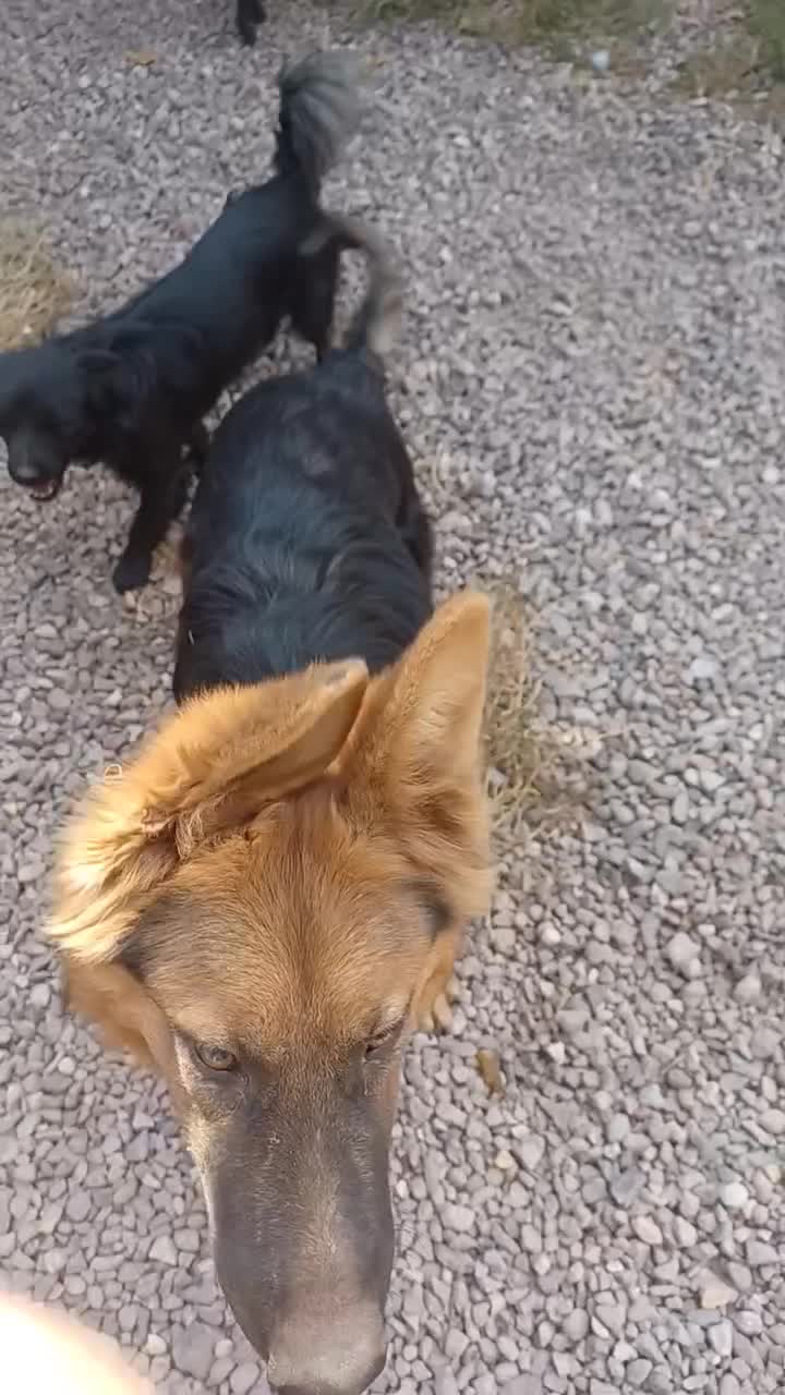 سگ ژرمن شپرد|سگ|تهران, تهرانسر شمالی|دیوار