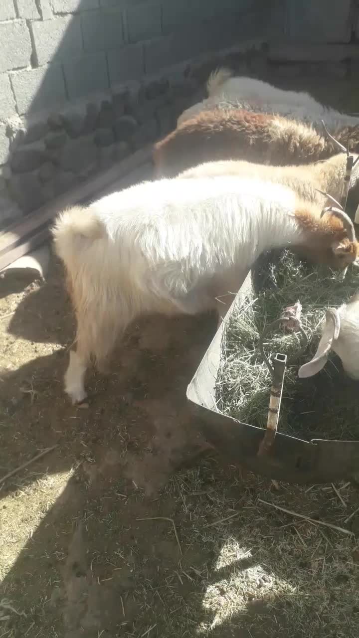 فروش|حیوانات مزرعه|بافت, |دیوار