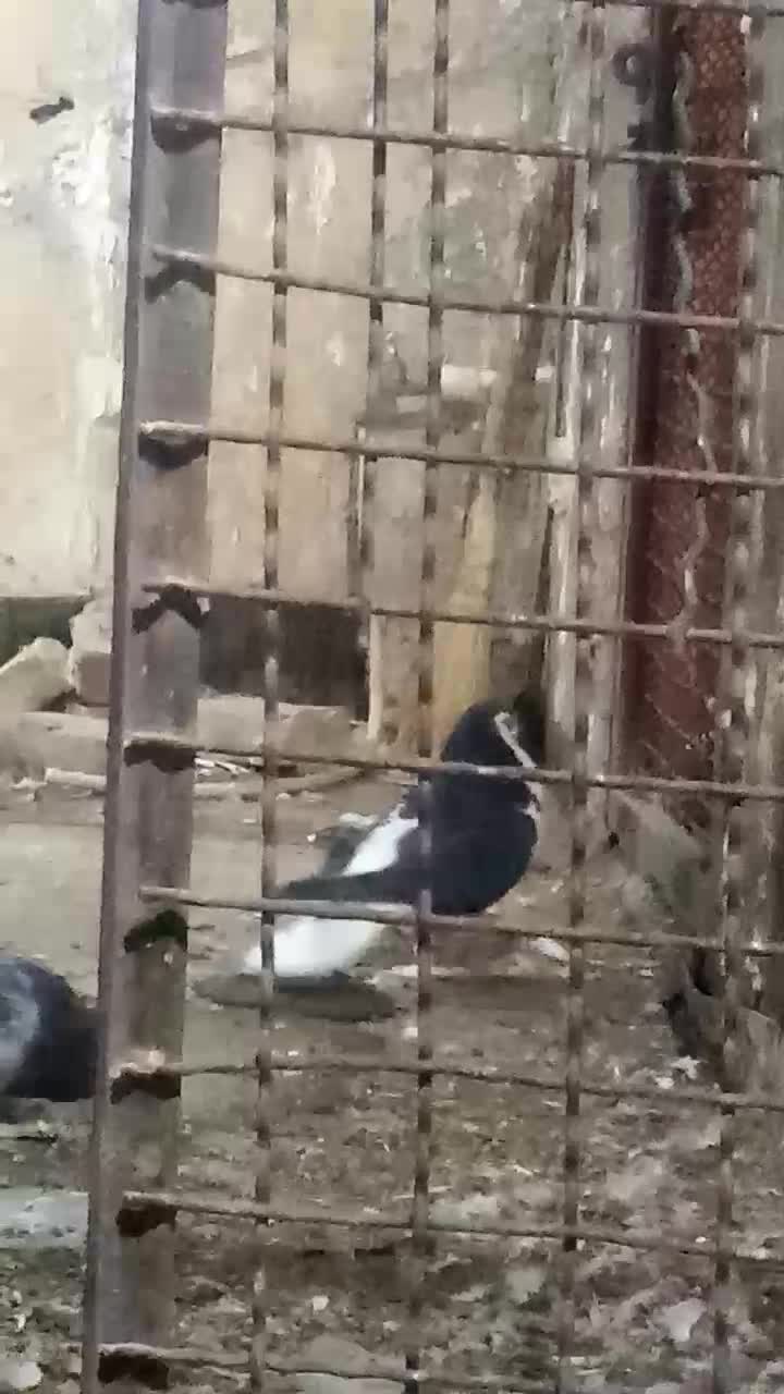 کفتر صید|پرنده|کاشمر, |دیوار