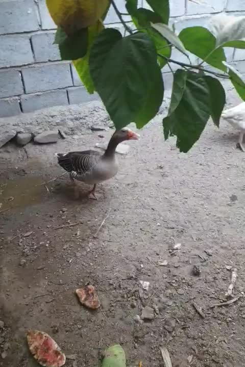 یک جفت غاز|حیوانات مزرعه|میناب, |دیوار