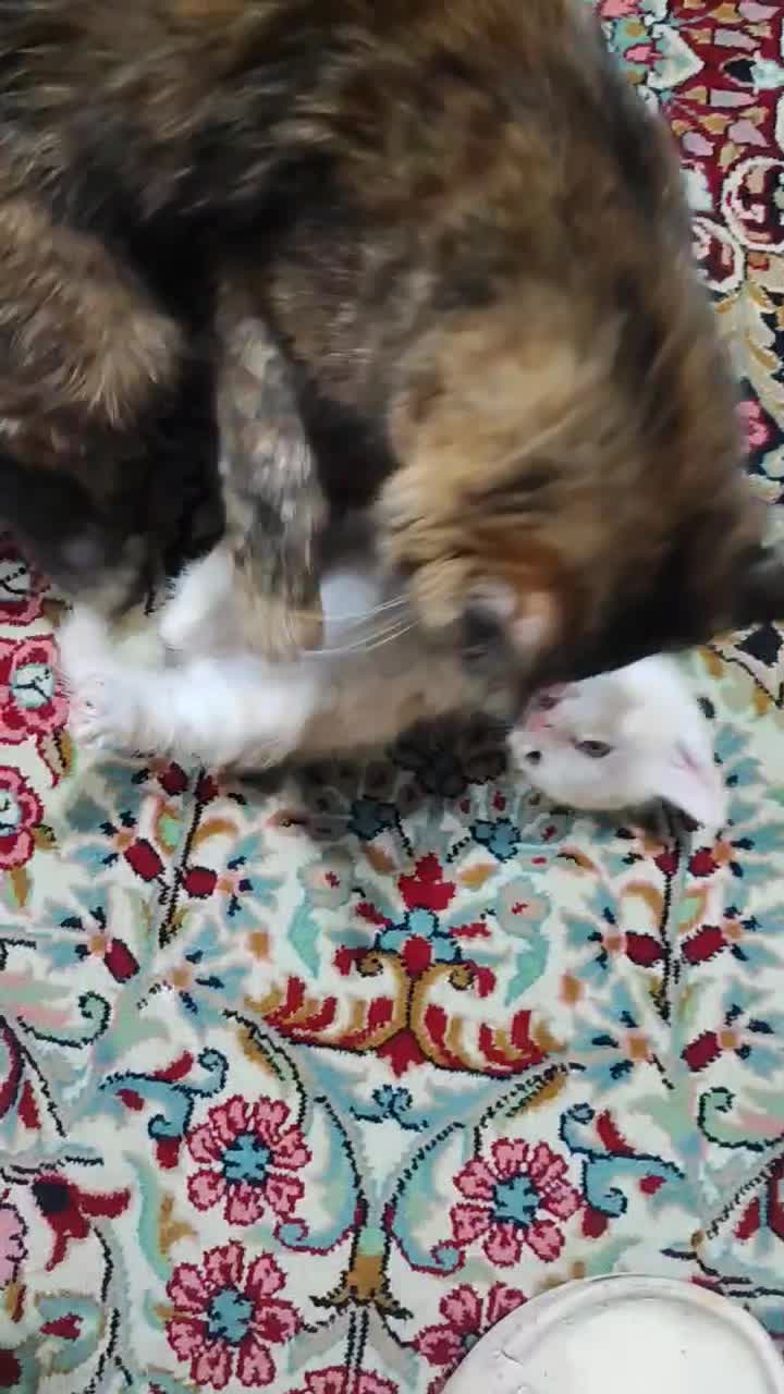 واگذاری گربه ناز خونگی|گربه|کرمان, |دیوار