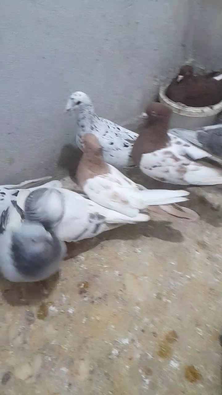 سنیه|پرنده|سبزوار, باهنر|دیوار