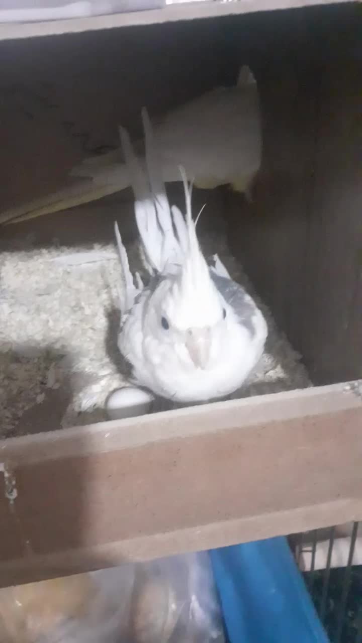 عروس هلندی|پرنده|اصفهان, حصه جنوبی|دیوار