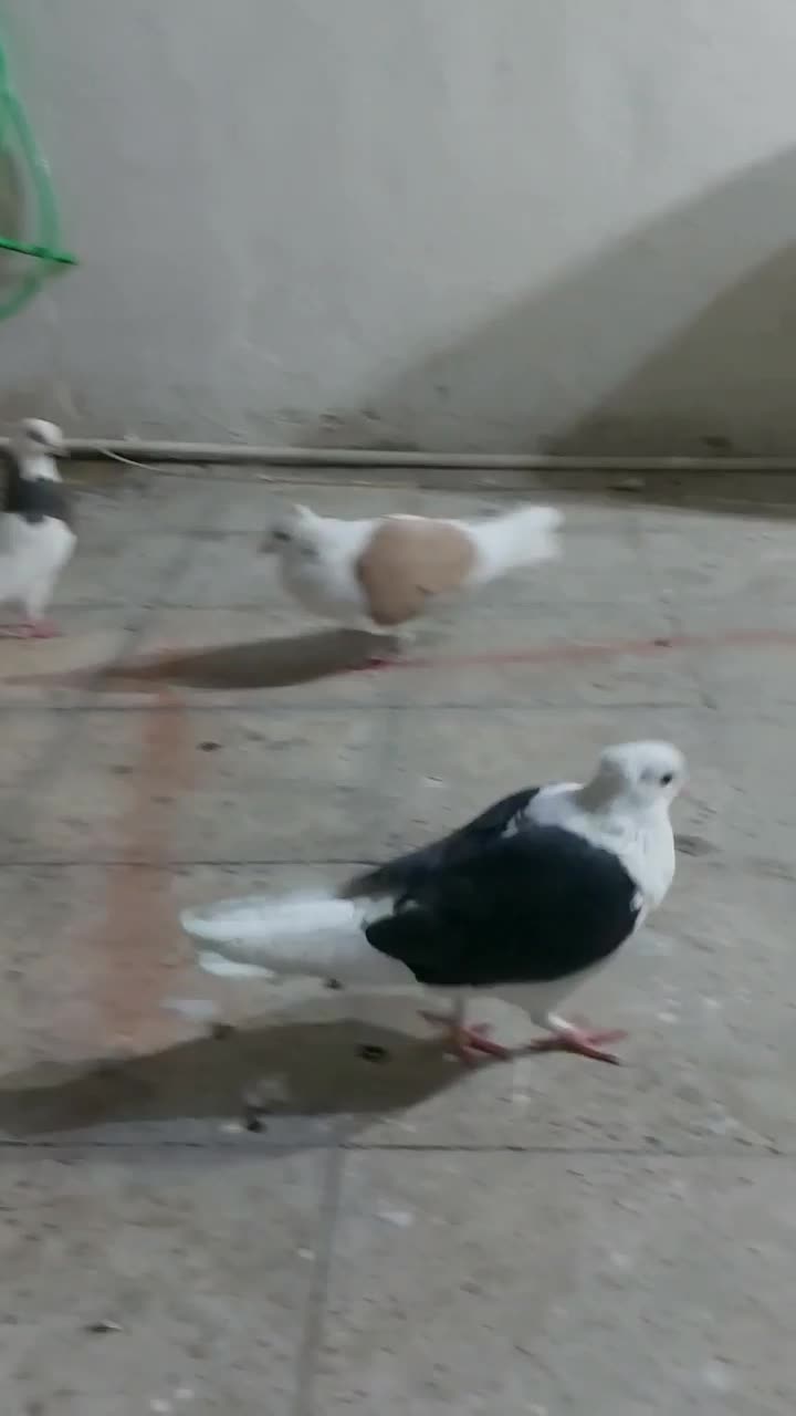 کبوتر رنگی|پرنده|تهران, هاشمی|دیوار