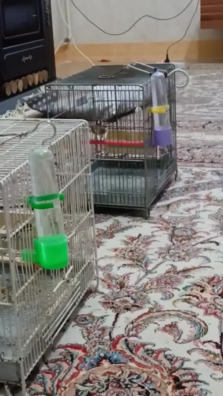 سیره|پرنده|خرمآباد, |دیوار