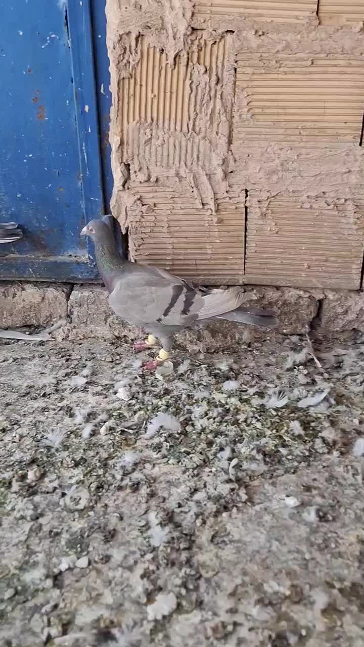 کبوتر|پرنده|تاکستان, |دیوار