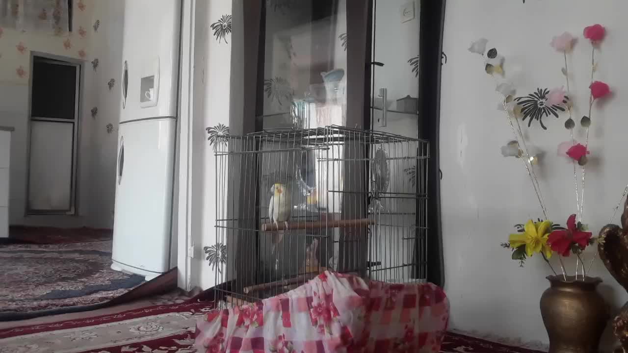 یگ جفت  لوتینو    نر ۱۲کلام  صحبت می کنند|پرنده|مشهد, خواجه ربیع|دیوار