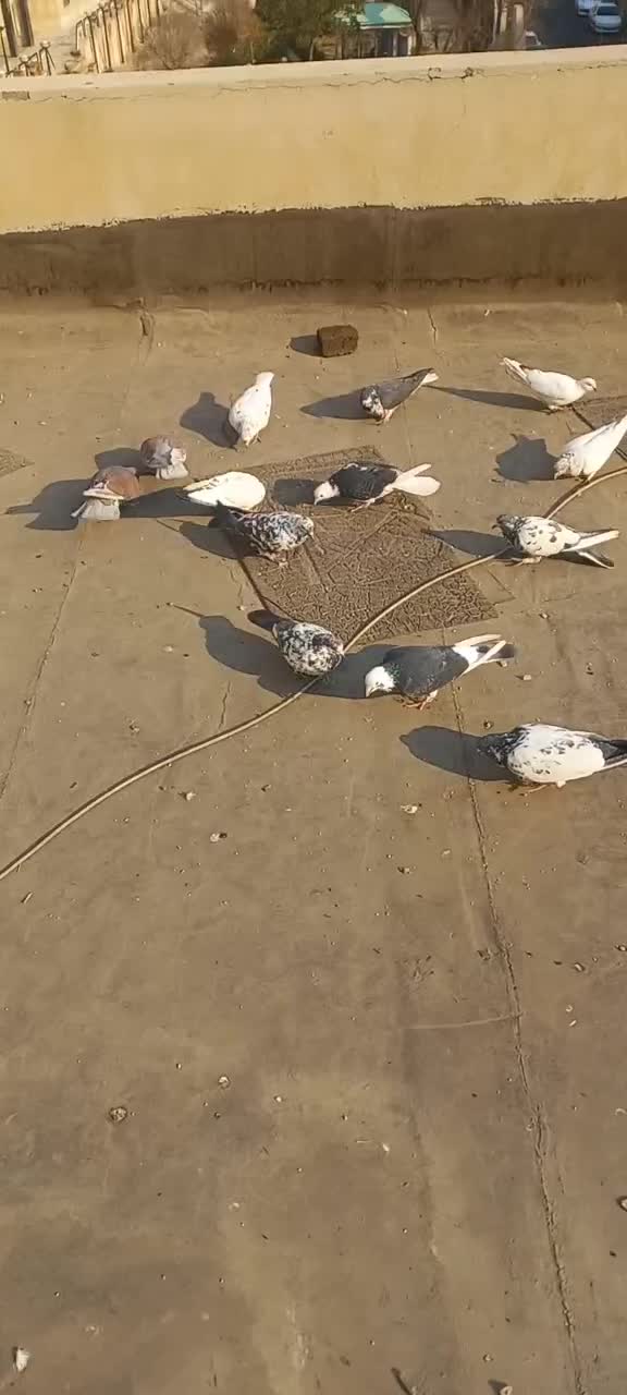 کفتر خال های گل چین شده|پرنده|تهران, جنت‌آباد مرکزی|دیوار