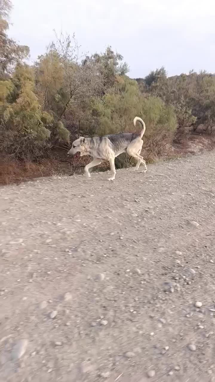 اصلاندوز|سگ|اصلاندوز, |دیوار