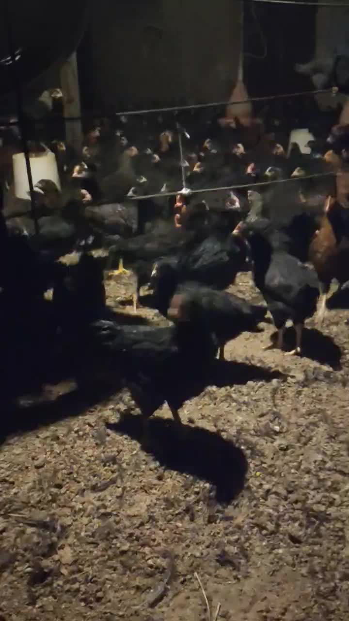 جوجه مرغ و خروس محلی سیاه۳ماهه|حیوانات مزرعه|مشهد, شهید احمدی روشن|دیوار