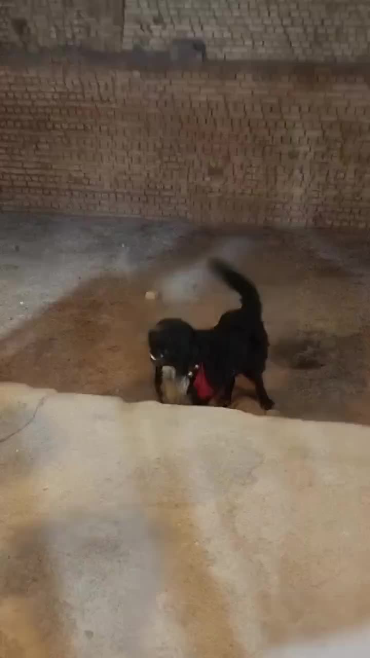 سگ قدرجونی|سگ|اهواز, مهرشهر|دیوار