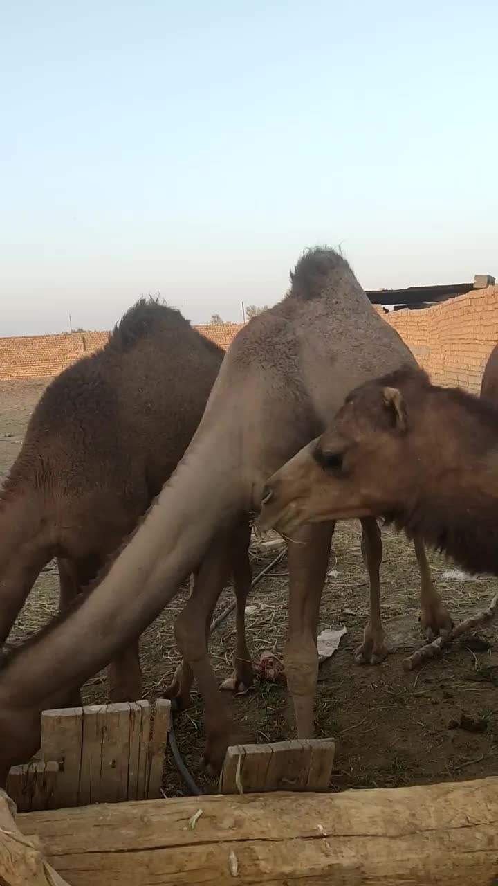 شتر فروشی|حیوانات مزرعه|آران و بیدگل, |دیوار