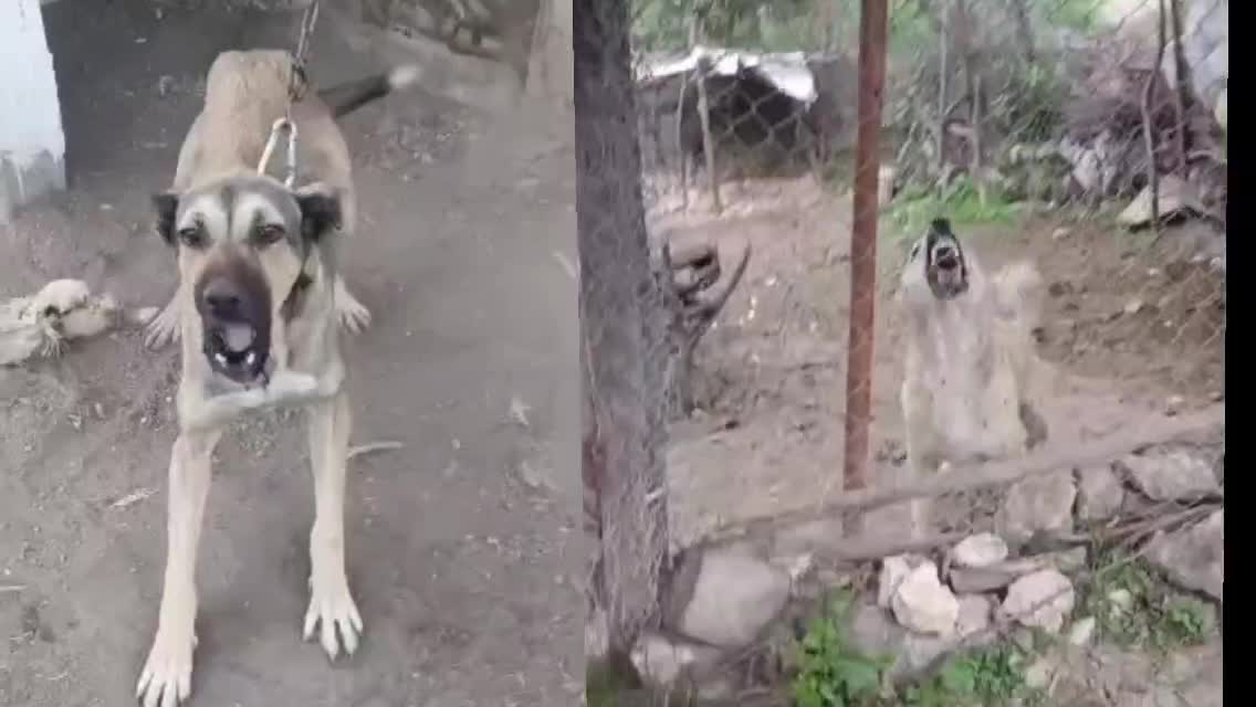 دو قلاده حیوون نگهبان شدید|سگ|صفادشت, |دیوار