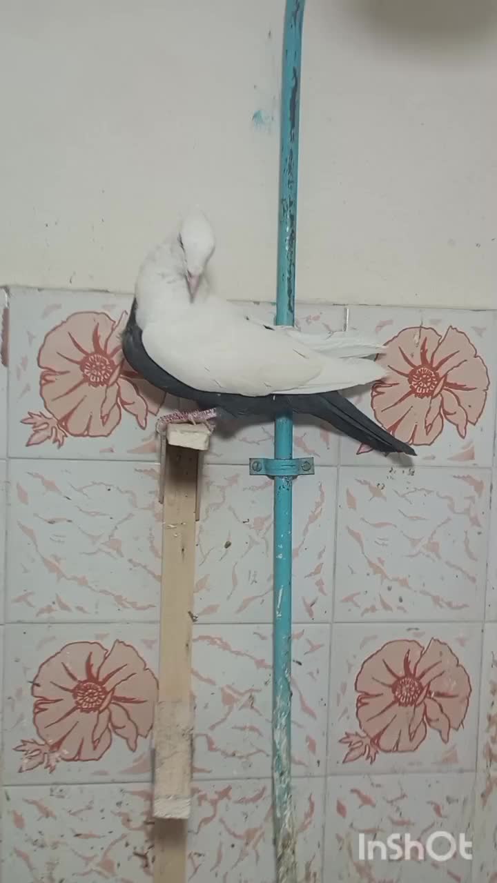 کبوتر و پرنده|پرنده|شیراز, نصر|دیوار