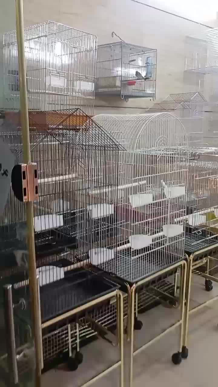 پرنده عروس ملنگو گرینچیک راهب|پرنده|چهاردانگه (تهران), |دیوار