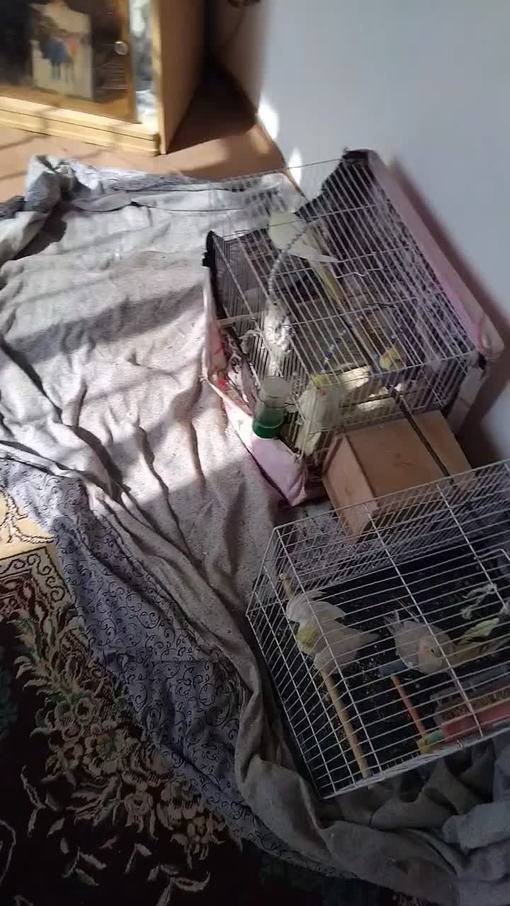 عروس هلندی|پرنده|نیمبلوک, |دیوار