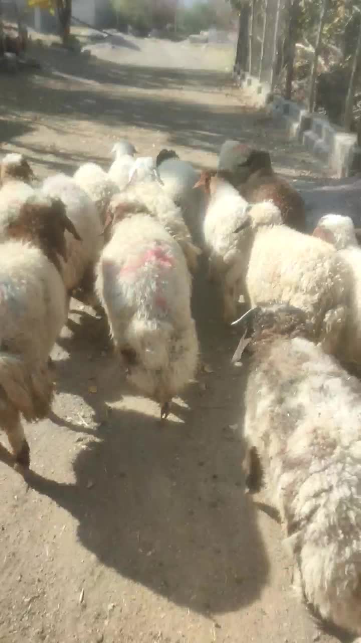 فروش ۱۲ عدد بره پرواری سبک|حیوانات مزرعه|ایلام, |دیوار