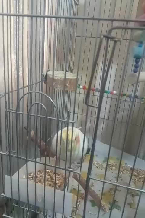 تعدادی عروس هلندی سخنگو مرغ عشق سخنگو.خطوطی خورشید|پرنده|تاکستان, |دیوار