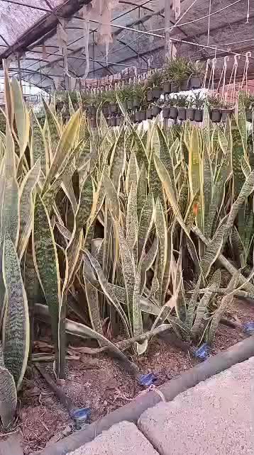 فروش ویژه سانسوریا ابلق بصورت عمده از گلخانه|گل و گیاه طبیعی|قدس, شهرک صنعتی زاگرس|دیوار