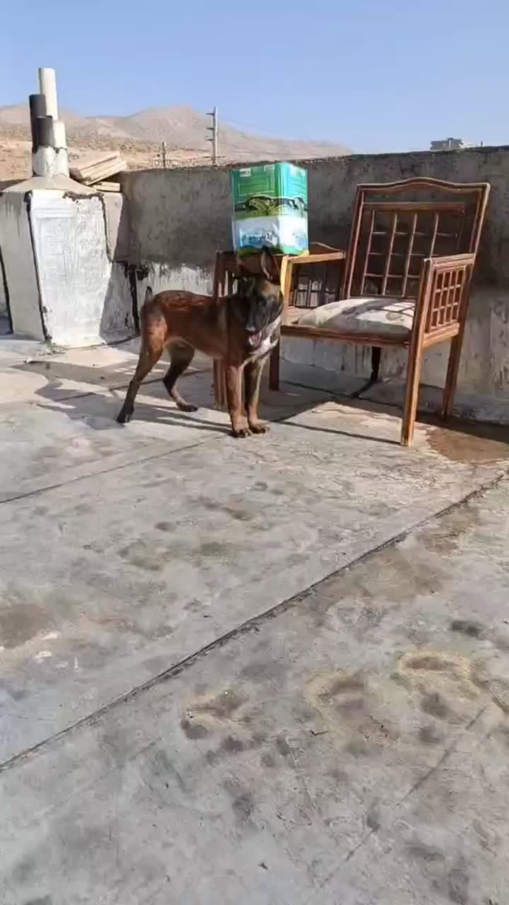 مالینویز توله نر|سگ|شیراز, شهرک گلستان|دیوار