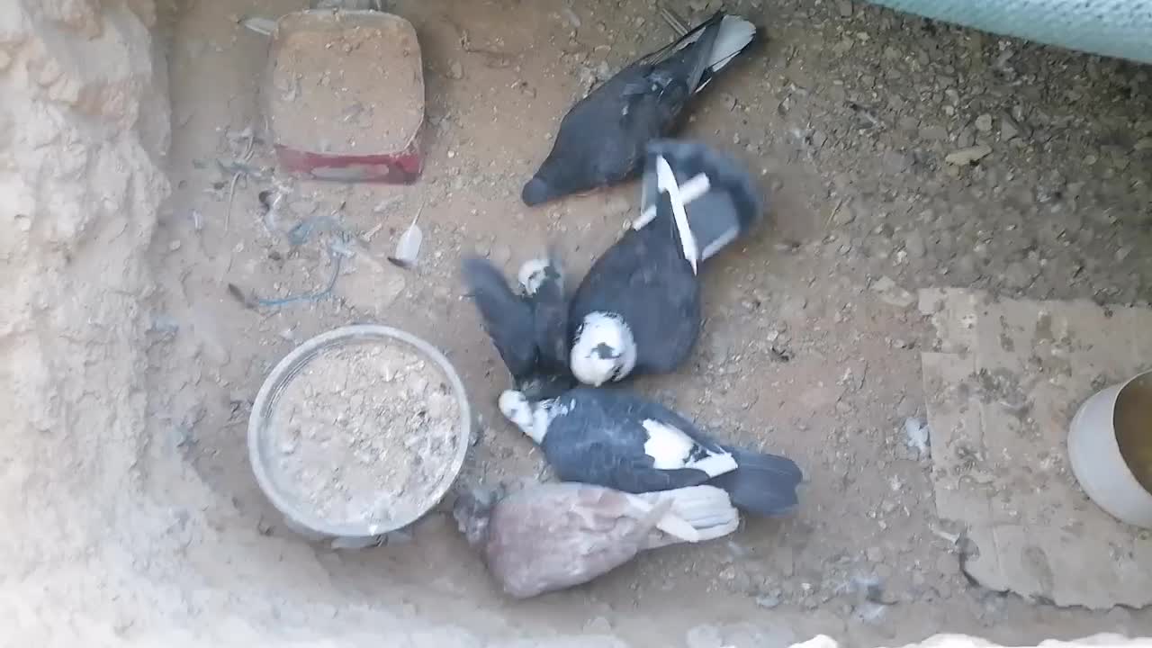 کفتر|پرنده|قائن, |دیوار