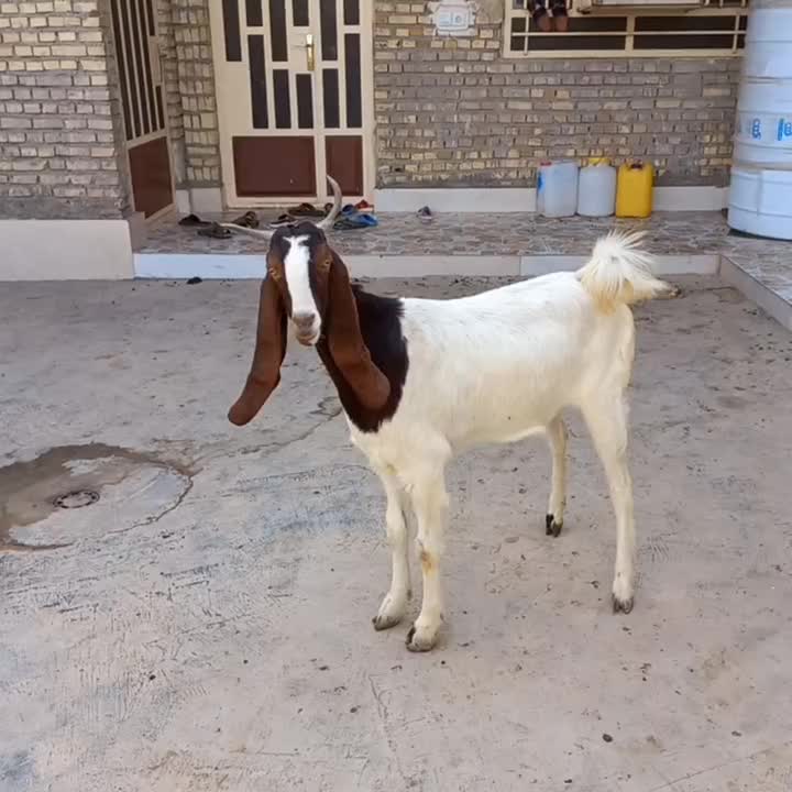 بز گلابی|حیوانات مزرعه|اهواز, فتح|دیوار