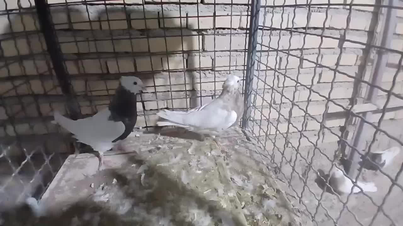 ۶ عدد کبوتر طوقی سرحال|پرنده|لردگان, |دیوار