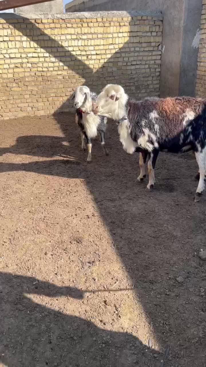 قوچ پلنگی عتیقه|حیوانات مزرعه|بروجرد, |دیوار