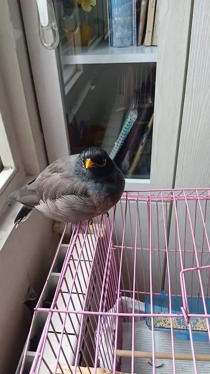 پرنده مینا ی من گمشده|حیوانات|تبریز, |دیوار