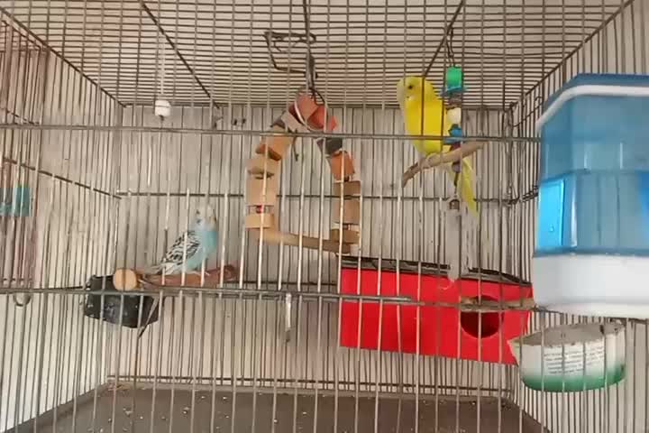 مرغ عشق|پرنده|کهریزک, |دیوار